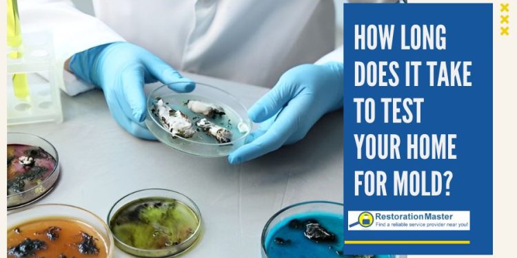 How Lengthy Does It Take to Check Your Dwelling for Mould?